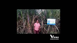 Rock phosphate applied Sugarcane field,வயலாத்தூர், மாகரல் அருகே விவசாயி திரு. குலசேகரன்