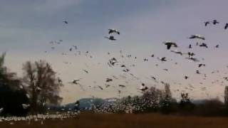 Snow Geese--壮观的雪雁飞