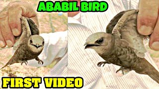 First Video Of Ababil Bird Goes Viral