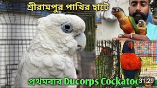 exotic bird price in Shrirampur pet market, galif street