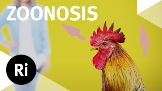 Where Do New Viruses Come From?