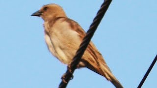 சிட்டுக்குருவிகள் தினம். SPARROW DAY