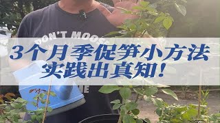 3个月季促笋小方法 实践出真知！