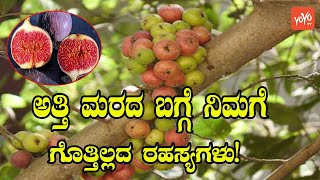 Unknown Secretes About Cluster Fig | ಅತ್ತಿ ಮರ | YOYO Kannada News