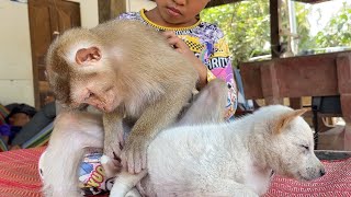 Very Nice Monkey!! Zueii Grooming Cute Kitty And Her Sister Very Good