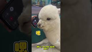 Alpaca Answers Scam Call!! 🦙📞😂 #shorts