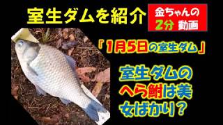 室生ダム 釣り情報 ダムには美形のへら鮒がいっぱい