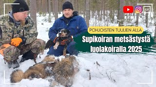 Supikoiran metsästystä luolakoiralla 2025