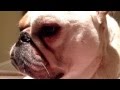 Let me show you, my virtual bulldog channel