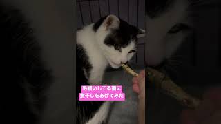 #煮干し好き　#猫 #目の色が変わる