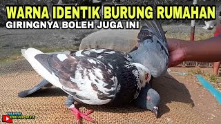 NEKAD COBAIN MERPATI RUMAHAN BUAT KOLONG || HASIL AKHIR DI LUAR PREDIKSI 😄