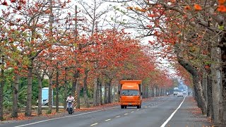 樂活台南週末小旅行：第13集「台南春日私房秘境 崙頂木棉花」