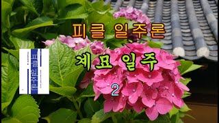 [피클일주론] 45-2 🍔 계묘일주 2 - 피클의 행복한 명리