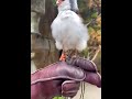 African pygmy falcon chirps