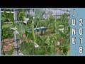Gardening in Wisconsin - Week 11 of 30 - June 2018 Gardening in Wisconsin - Week 11 of 30 - June 2018