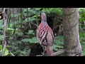 栃木県小山市の野鳥写真館　コジュケイ 　鳴き声入り　bamboo　partridge　 bambusicola　thoracica