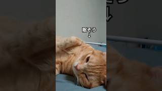 おなか丸出しで眠そうな猫 #猫 #猫好き #猫のいる暮らし #子猫 #茶トラ #スコティッシュフォールド #うっかり猫 #はちべえ #cat #kitten