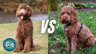 Labradoodle vs. Cockapoo | Which Poodle Hybrid is Better?