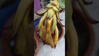 এত শখের ড্রাগন ফুলটা পচেই গেল#dragonfruit #dragonflower #dragonfruitflower #dragonfruitfarming #sad