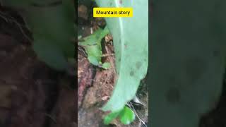 mountain story #കല്ലുരുക്കി #ഇലമുളച്ചി #കല്ലുരുക്കി /ഇലമുളച്ചി #ഇല മുളച്ചു കൂട്ടരേ #kallurukki short