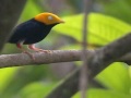 golden headed manakin