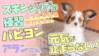 【パピヨン】新顔さん！来たばかりの子犬「パピヨンのアランさん」のトレーニング前のならし練習の様子をお送りします！【しつけ前の子犬】