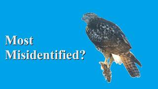 Identify Birds: Red-tailed Hawk