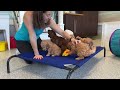 goldendoodle puppies prepare to climb stairs