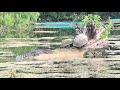 Kayakers spot alligator in Austin's Lady Bird Lake | KVUE