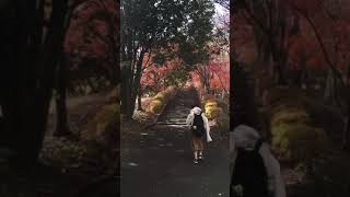 紅葉 東京 拓殖大学 八王子国際キャンパス 美しい紅葉🍁