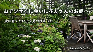 [Visiting a flower friend's garden to see mountain hydrangeas] wildflowers/hydrangeas/gardening