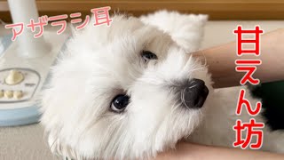 \\甘えん坊/🐶マルチーズとパピヨンのミックス犬が子犬のように甘えるかわいい犬の癒し動画