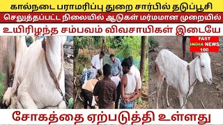 கால்நடை பராமரிப்பு துறை சார்பில் தடுப்பூசி செலுத்தப்பட்ட நிலையில் ஆடுகள் மர்மமான முறையில் உயிரிழப்பு