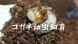 【カブトムシ番外編】コガネ幼虫 匹数とエサ判明