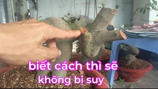 mẹo nhỏ giúp trồng phai phôi vào mùa mưa, không bị đen đọt và suy cây