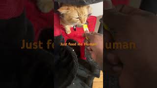 Hungry cat just loves to eat even after he ate cry’s for food all hours of the day #cat #catfood