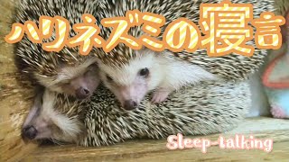 ハリネズミのかわいい鳴き声 【貴重映像】寝言を話すはりねずみ Sleep-talking♪The call of a hedgehog.