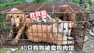 Forty dogs were sold to the dog meat restaurant for slaughter, and they were shivering in smallcages