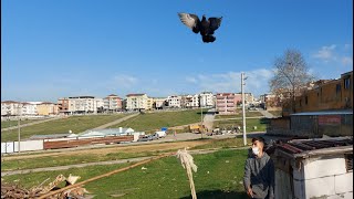 Erenin Kuşlarına Karga Dediler. Darıca Oyun Kuşu Kümesleri,Darıca Taklacı Güvercin. Göldere Güvercin