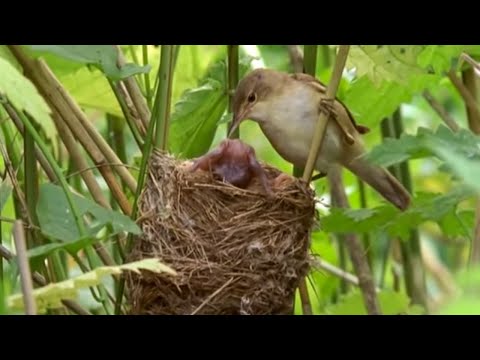 Big Brother eviction cuckoo style | Natural World | BBC Big Brother eviction cuckoo style | Natural World | BBC