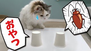 【閲覧注意】猫がオヤツとオモチャのGが入ってる紙コップ当てゲームをしてみた結果…！【関西弁でしゃべる猫】 【猫アテレコ】