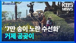 ‘수선화 명소’ 거제 공곶이…“사계절 관광지로” / KBS  2024.03.16.