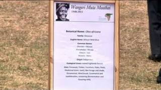Nobel laureate Maathai's coffin moved to to Nairobi's "Freedom Corner"