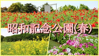 東京の立川にある国営昭和記念公園でポピー、菜の花、つつじを撮ってきました！