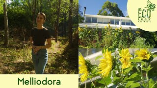 The Eco Show - S01E01 - Melliodora