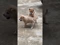 cute pets 养宠物的乐趣 治愈一切不开心