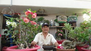 GÓC DÀNH CHO BẠN CHƠI  SỨ . NHÂN GIỐNG SỨ TỪ HẠT VƯỜN THU BONSAI .