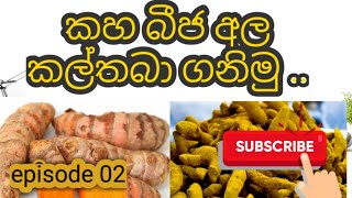 කහ බීජ අල කල්තබා ගනිමු ..