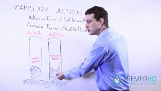 Capillary Action | Cohesive Forces, Adhesive Forces, and Surface Tension