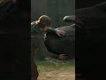 Toothless, The Goodest Boi 🥰 | HOW TO TRAIN YOUR DRAGON